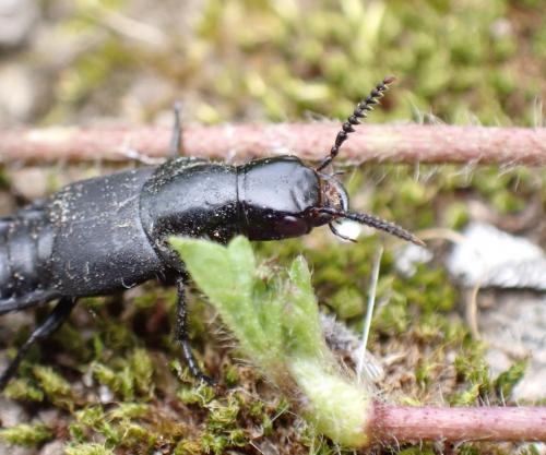 Quedius dilatatus